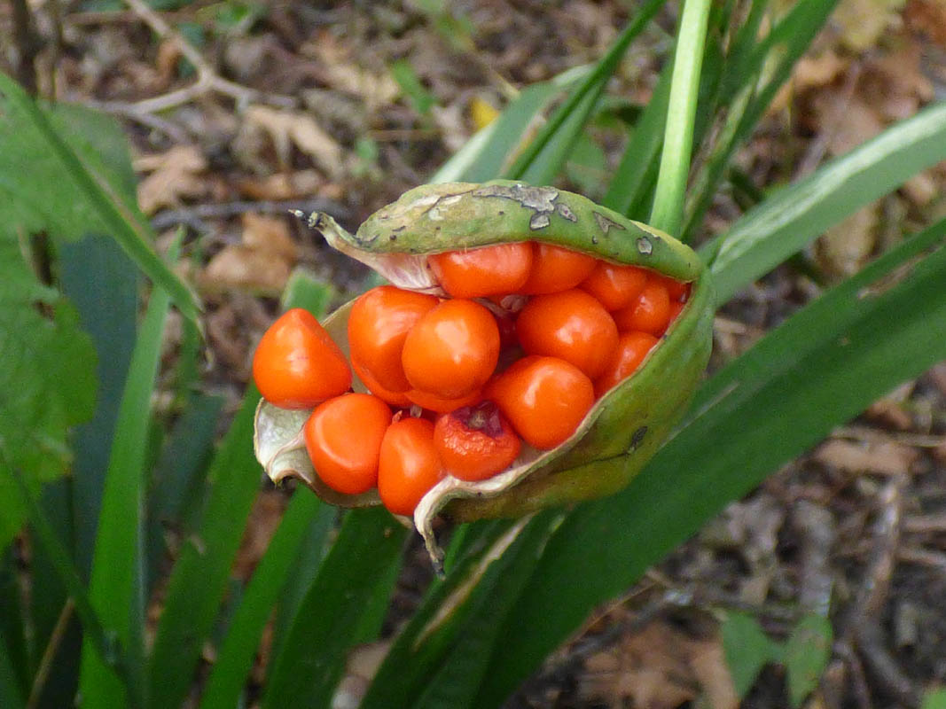 Iris foetidissima